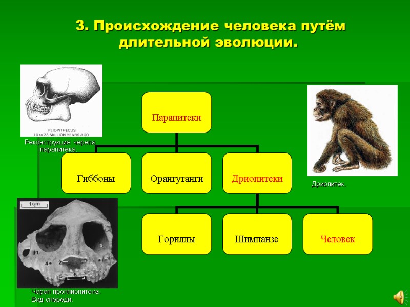 3. Происхождение человека путём длительной эволюции. Реконструкция черепа парапитека. Дриопитек. Череп проплиопитека. Вид спереди.